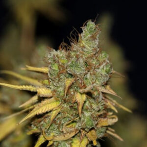 Badazz Cookies OG - feminizovaná semínka 5 ks Seedsman