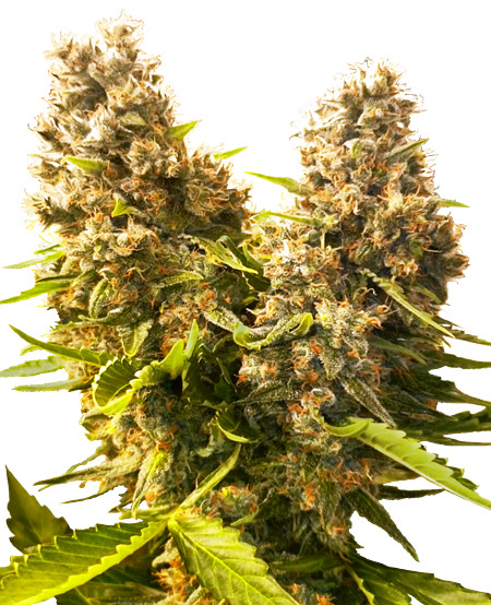 Banana Kush Cake Automatic - autoflowering semena 10 ks Sensi Seeds