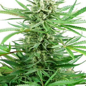 Papi Chulo OG - feminizovaná semínka konopí 5 ks, Sensi Seeds