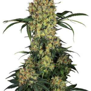 Aloha OG - feminizovaná semena konopí 5 ks, Sensi Seeds