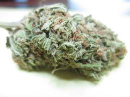 Early Queen 18 ks standardizovaná semínka Mr. Nice