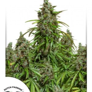 Auto Mazar - feminizovaná a samonakvétací semena 7 ks Dutch Passion
