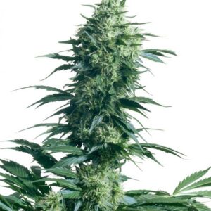 Mother's Finest - semínka 10 ks standardizovaná Sensi Seeds