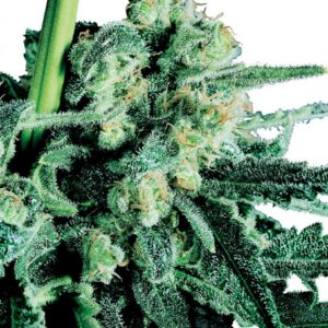 Sensi Skunk - semínka 10 ks standardizovaná Sensi Seeds