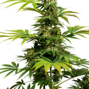 Black Harlequin CBD - feminizovaná semínka 5 ks, Sensi Seeds