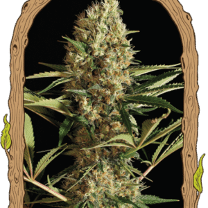 Strawberry Cube Auto - samonakvétací semena, 10 ks, Exotic Seed