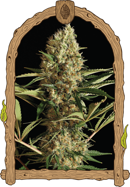 Strawberry Cube Auto - samonakvétací semena, 5 ks, Exotic Seed