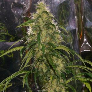 Shit - standardizovaná semínka 18 ks Mr. Nice