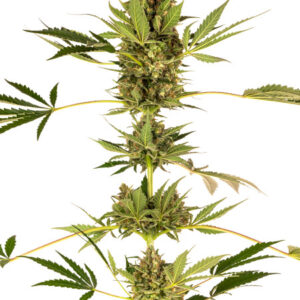 Himalayan CBD - feminizovaná semínka 5 ks Sensi Seeds
