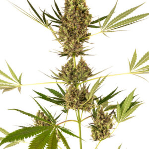 Alpine Delight CBD Automatic - samonakvétací semena 10 ks, Sensi Seeds