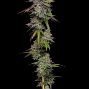 Paradise Seeds x Compound Genetics Double Stack - feminizovaná semena 10 ks