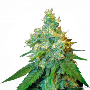 Jack Herer - semínka 5 ks feminizovaná Sensi Seeds
