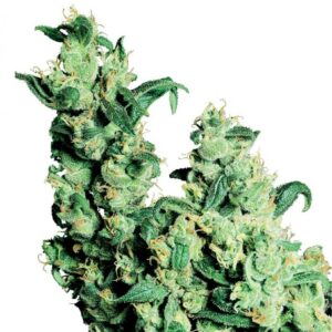 Jack Herer - semínka 10 ks standardizovaná Sensi Seeds