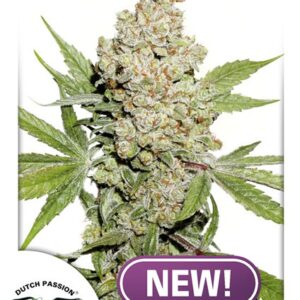 Auto Lemon Kix® - fem. a samonakvétací semena 7 ks Dutch Passion