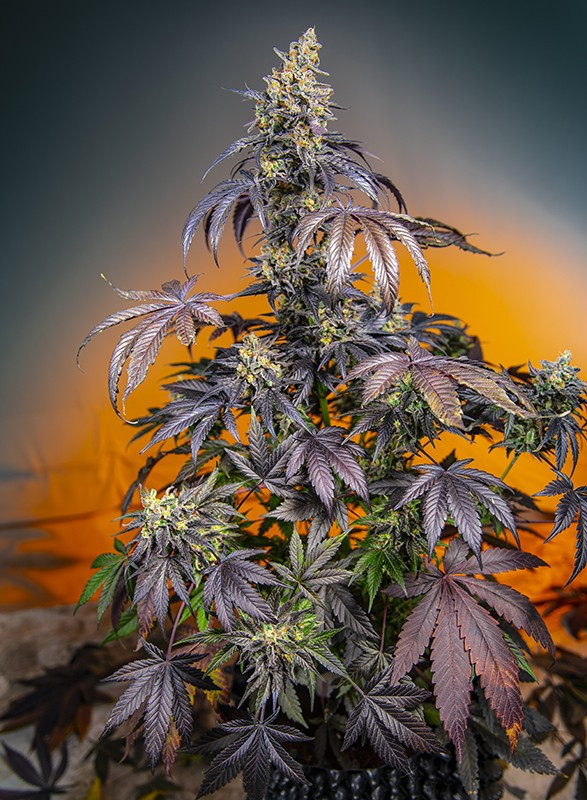 Red Gorilla Girl XL Auto - feminizovaná semínka 3 ks Sweet Seeds