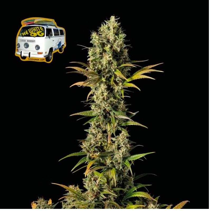 The White OG - feminizovaná semena konopí 3 ks, Seedsman