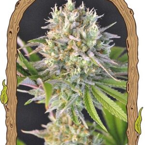 Malawi White Truffle – feminizovaná semena , 3 ks, Exotic Seed