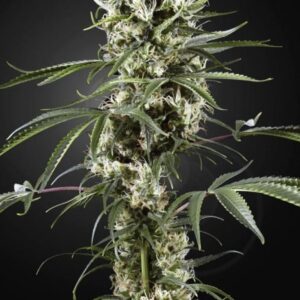 Super Lemon Haze - feminizovaná semena 10 ks Green House Seeds
