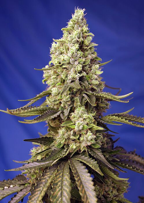 Runtz XL Auto - feminizovaná semínka 3 ks Sweet Seeds