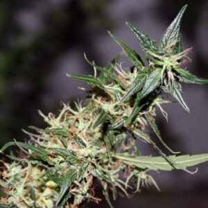 Mango Haze 18 ks standardizovaná semínka Mr. Nice