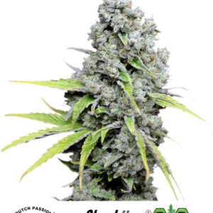 CBD Skunk Haze®- feminizované semínka 5 ks Dutch Passion