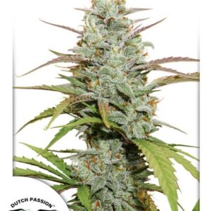 Mokum’s Tulip® - feminizovaná semena 10 ks Dutch Passion