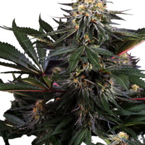 Lockdown Kush - Feminizovaná semena konopí 10 ks, Sensi Seeds