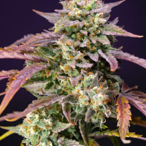 Purple Punch OG XL Auto - feminizovaná semínka 5 ks  Sweet Seeds