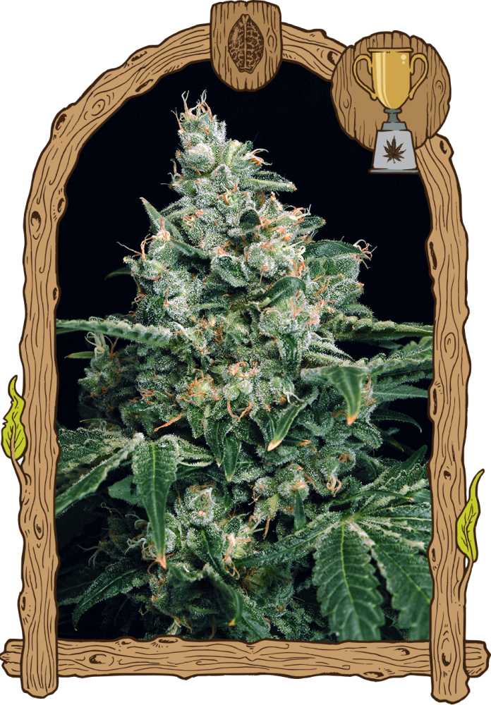 Sir Jack - feminizovaná semena, 3 ks, Exotic Seed