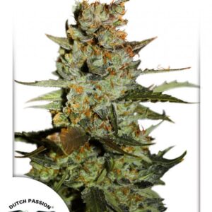 Auto Blueberry -  samonakvétací semena 7 ks Dutch Passion