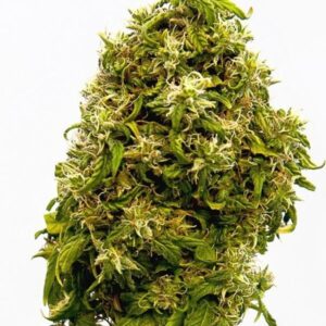 Swiss Dream CBD - 10ks feminizovaná semínka Kannabia Seeds