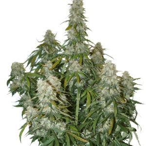 Big Bud samonakvétací semena 5 ks Seedstockers