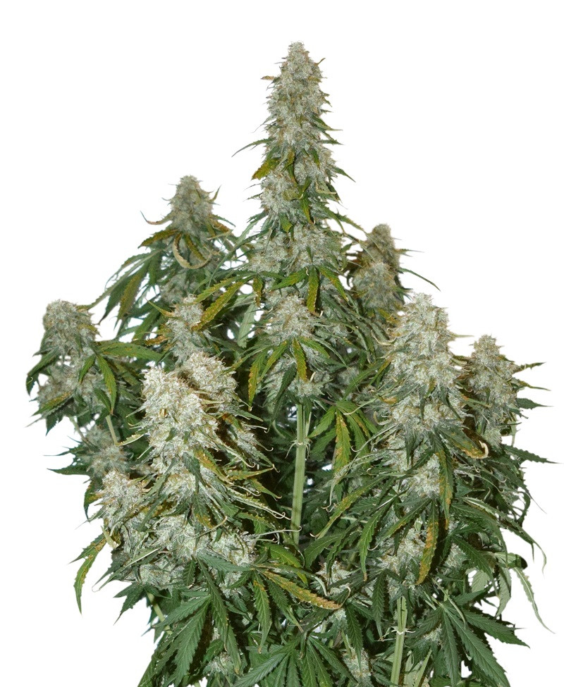 Big Bud samonakvétací semena 5 ks Seedstockers