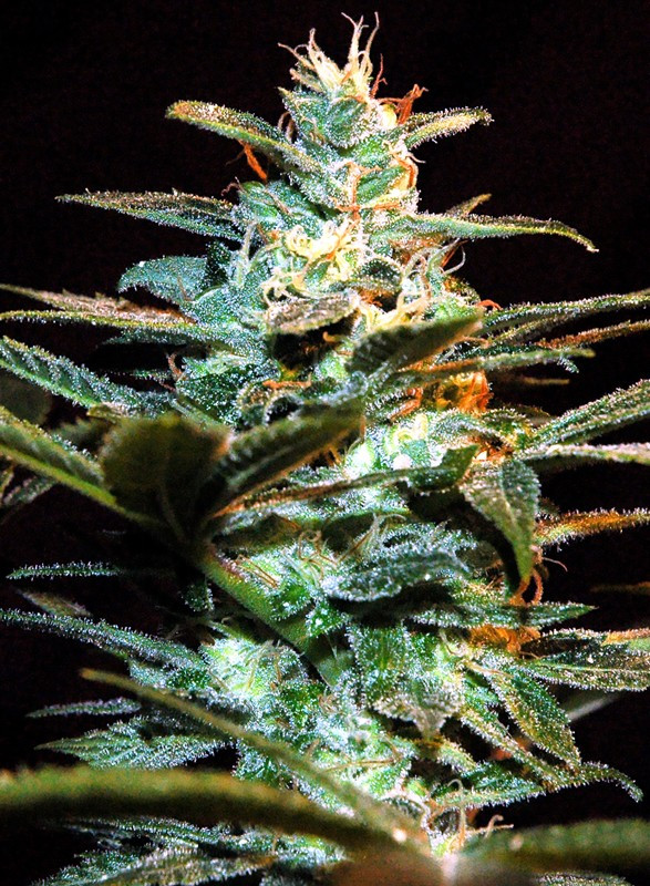 NYC Diesel - feminizovaná semínka 5 ks Sweet Seeds
