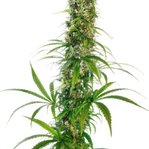 Michka - feminizovaná semínka konopí 3 ks, Sensi Seeds