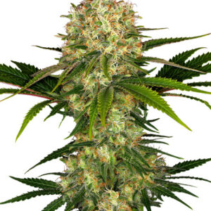 Afghani 1 - feminizovaná semena 10 ks, Sensi Seeds