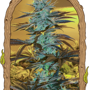 Purple Monkey Auto - feminizovaná samonakvétací semena, 3 ks, Exotic Seed