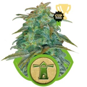 Royal Haze Automatic -  samonakvétací semínka 5ks Royal Queen Seeds