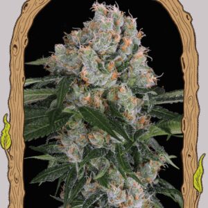 Artic Flurry - feminizovaná semena, 10 ks, Exotic Seed