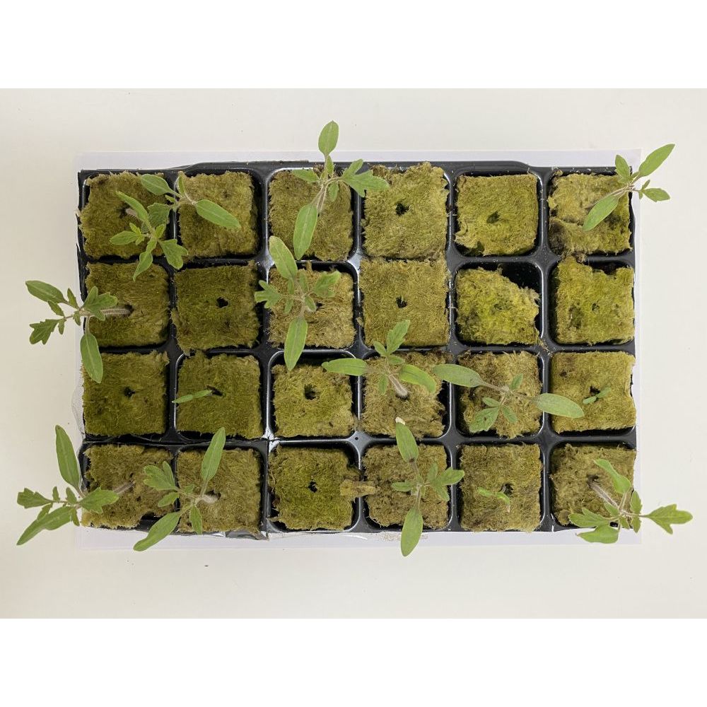 Grodan 36x36x40 mm, sadbovací rockwool kostky s dírou a sadbovačem 77 ks - Obrázek 2