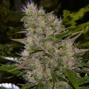 Critical Mass 18 ks  standardizovaná semínka Mr. Nice