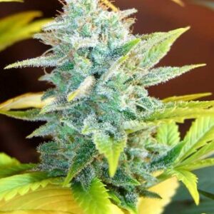 Master Kush x Skunk standardizovaná semínka Mr. Nice, 18 semen