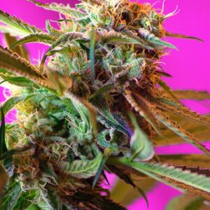 Wild Rose – feminizovaná semínka 3 ks Sweet Seeds