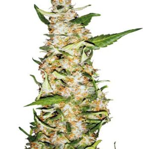 Skunk 1 Automatic - samonakvétací semínka 5ks Sensi Seeds