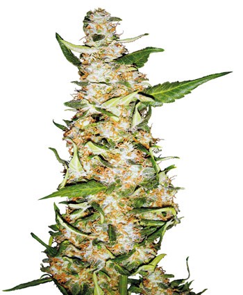 Skunk 1 Automatic - samonakvétací semínka 5ks Sensi Seeds