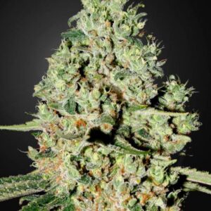 Super Critical - 10 ks feminizovaná semena Green House Seeds