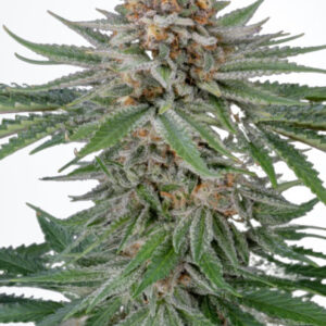 Strawberry Pie Auto - samonakvétací semena marihuany 5 ks Fast Buds