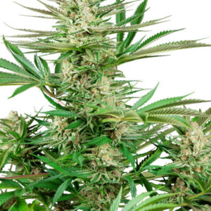 Malibu OG Gold - feminizovaná semena konopí 10 ks, Sensi Seeds