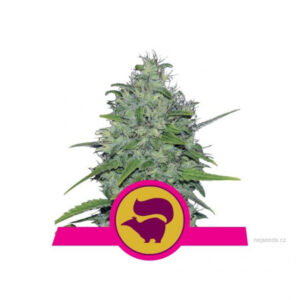 Skunk XL Feminized 10ks, Royal Queen Seeds