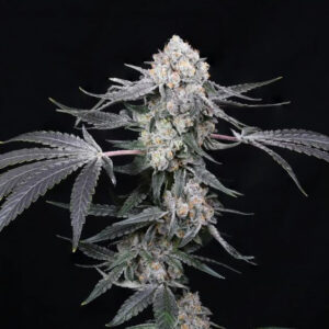 Paradise Seeds x Compound Genetics High Society - feminizovaná semena 5 ks